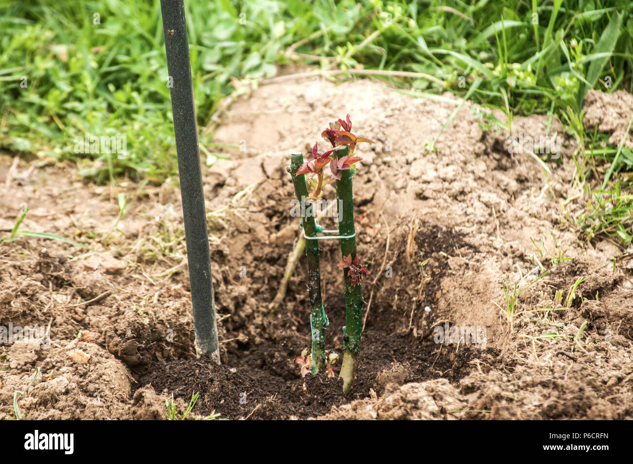 Rose sprouts grow on bushes planted in the spring in a hole filled with