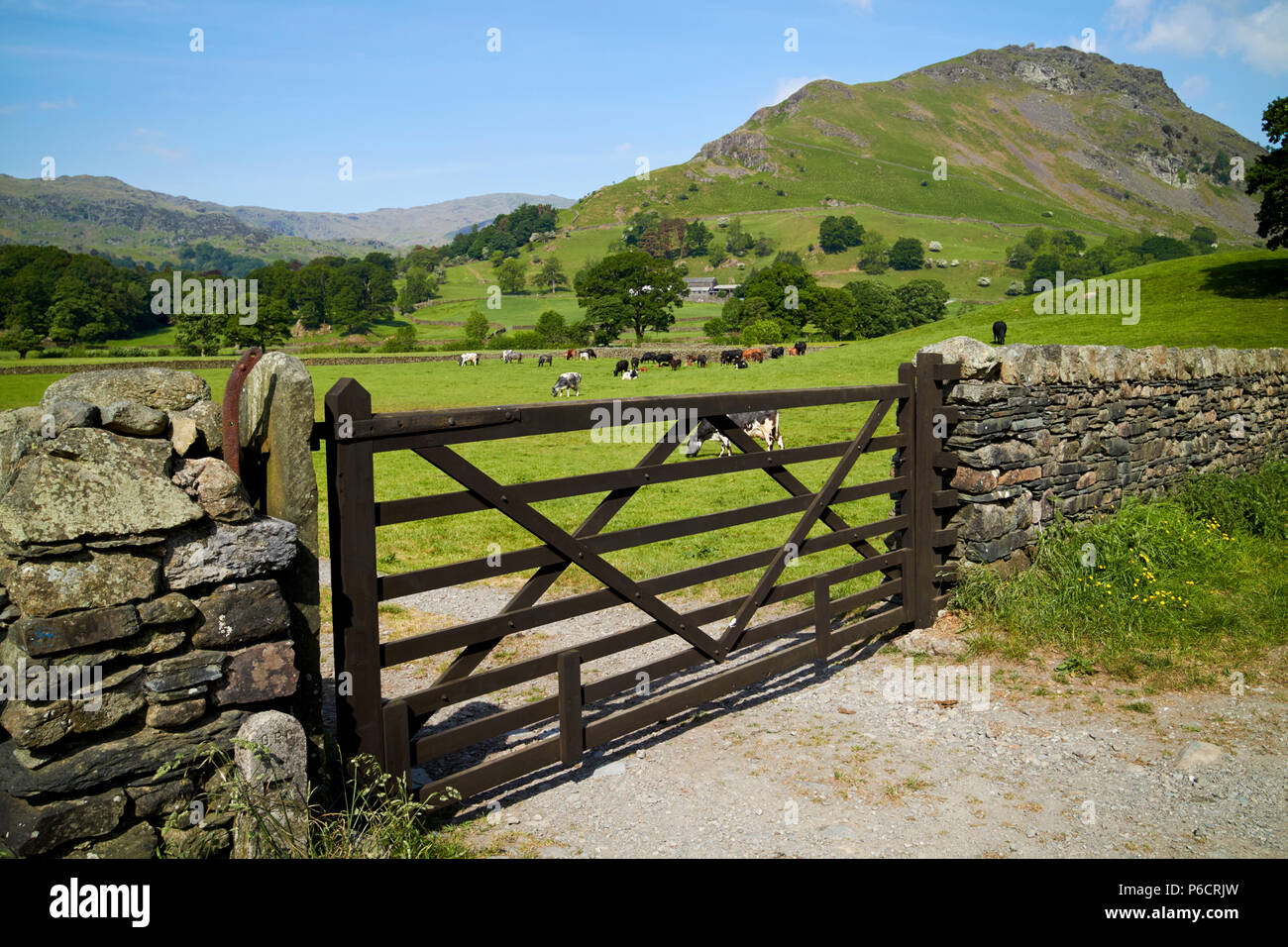 wooden gate in dry stone wall with cows in fields and hills near grasmere with helm crag on the right in the lake district cumbria england uk Stock Photo