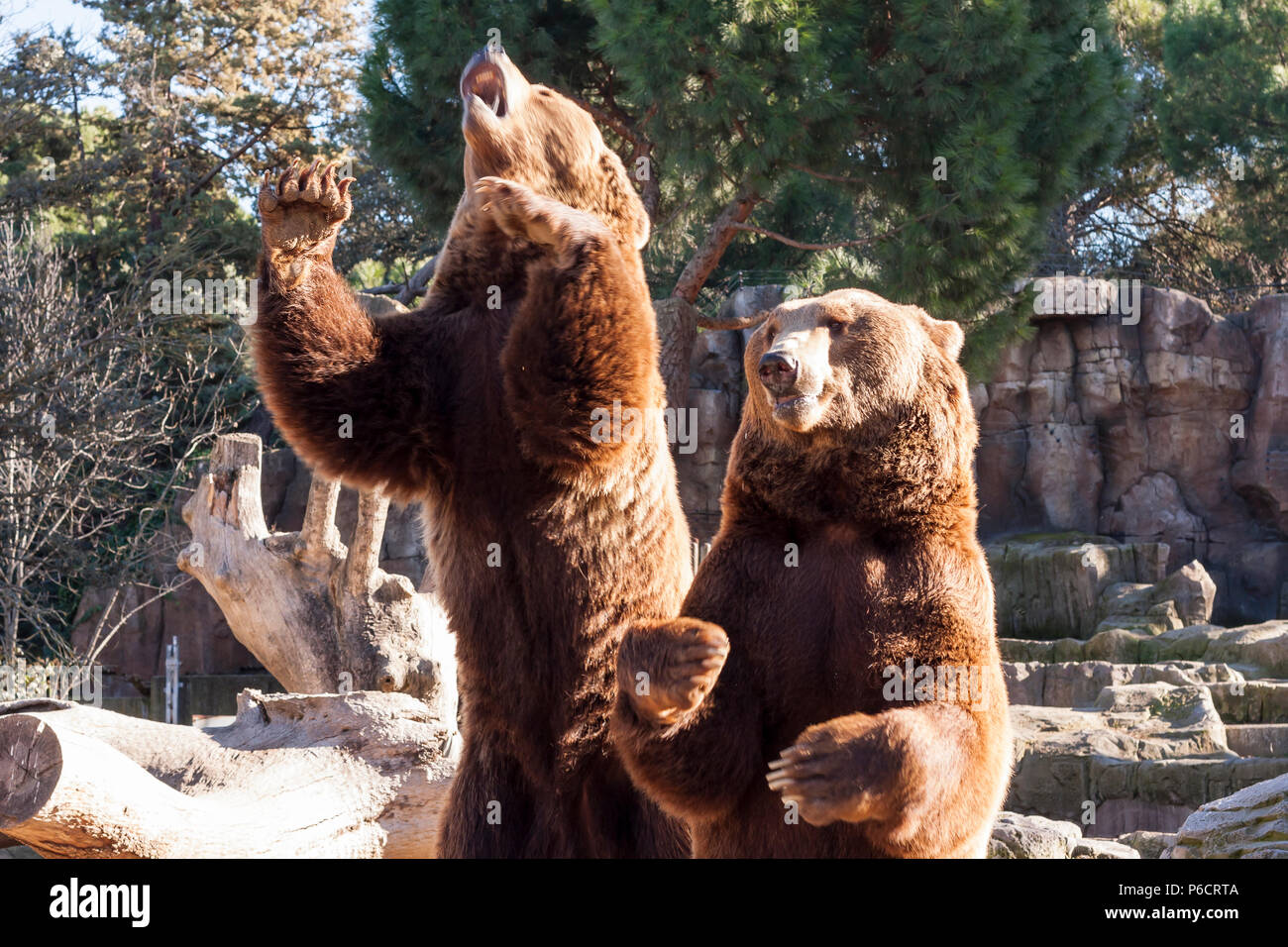 brown bear sitting on a rock Stock Photo - Alamy
