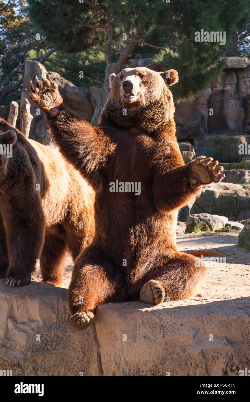 brown bear sitting on a rock Stock Photo - Alamy