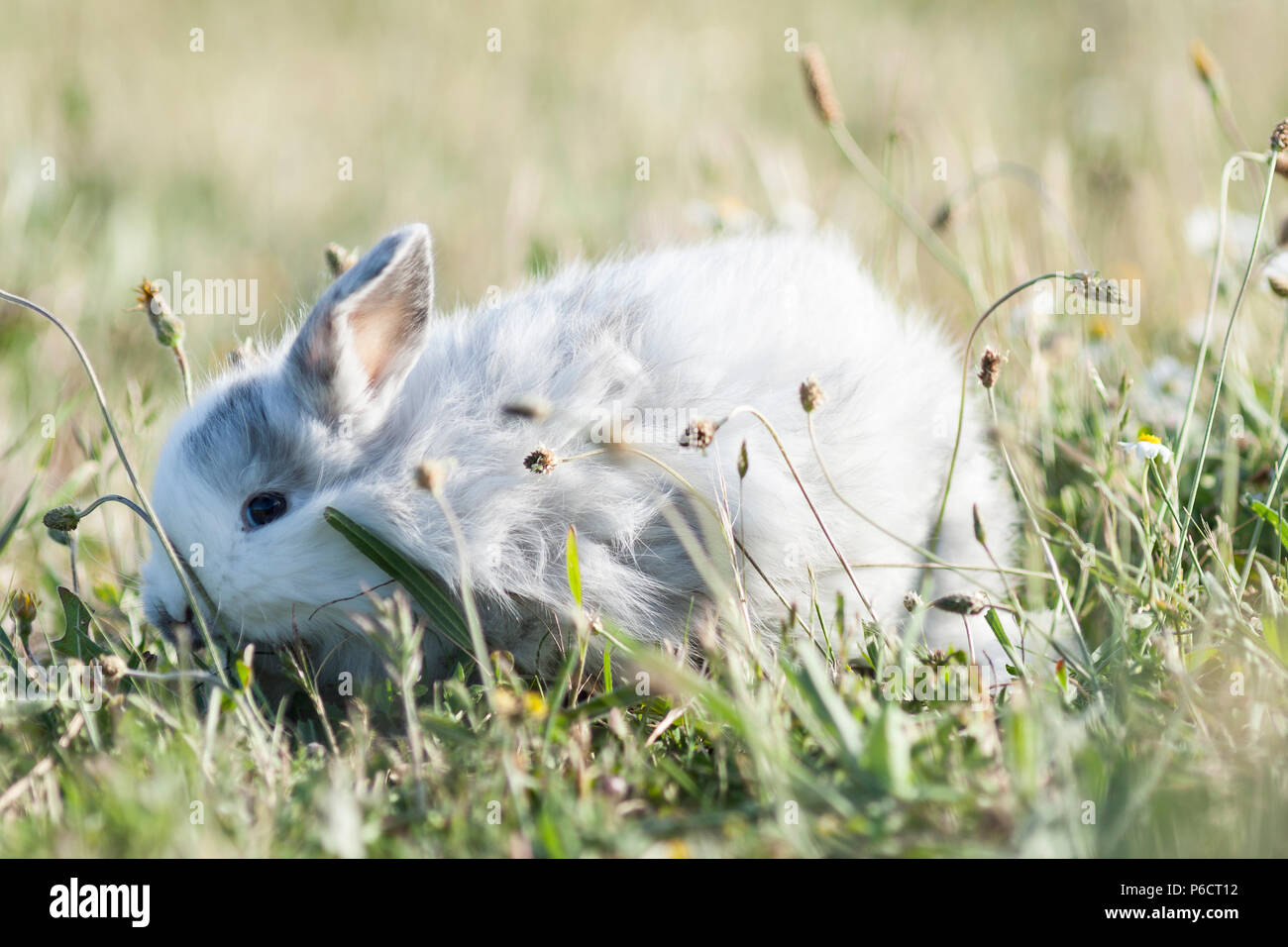 Breed bunny hi-res stock photography and images - Alamy