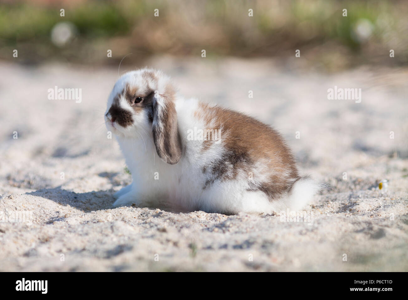 Breed bunny hi-res stock photography and images - Alamy