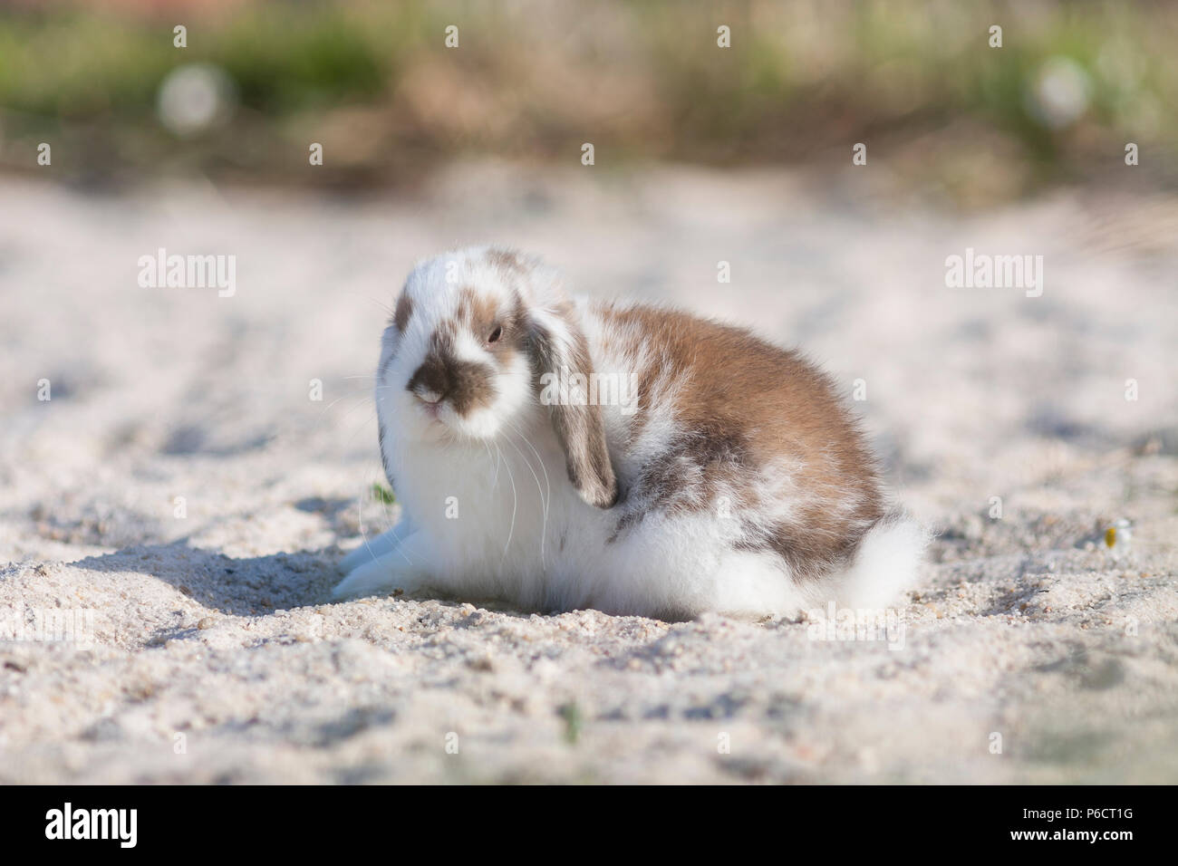 belier breed Bunny freely in the field Stock Photo - Alamy