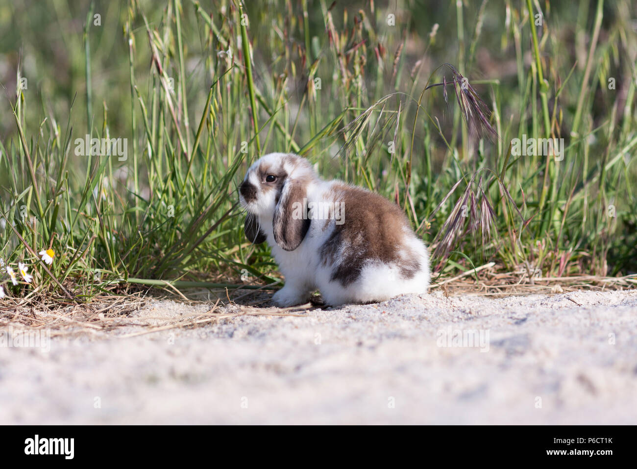 belier breed Bunny freely in the field Stock Photo - Alamy