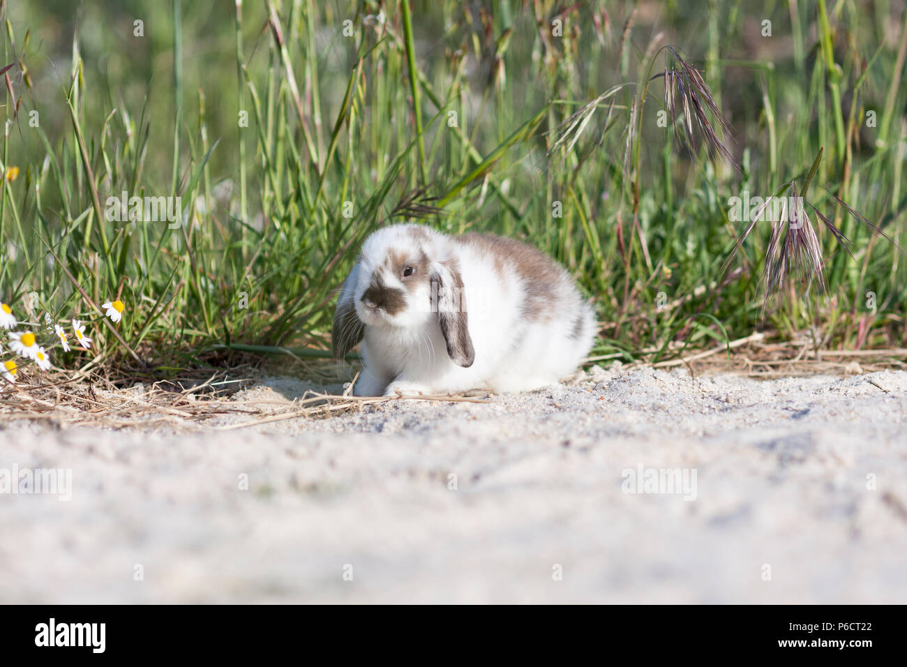 belier breed Bunny freely in the field Stock Photo - Alamy