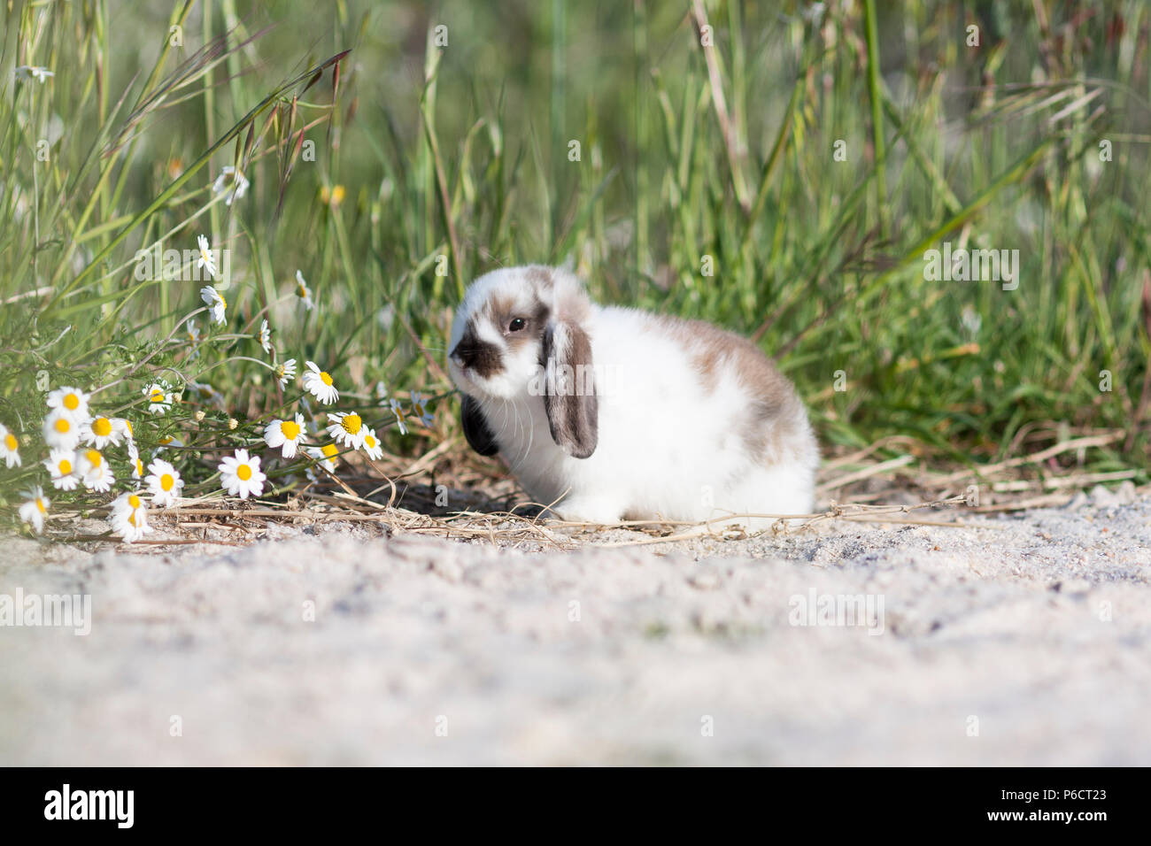 belier breed Bunny freely in the field Stock Photo - Alamy
