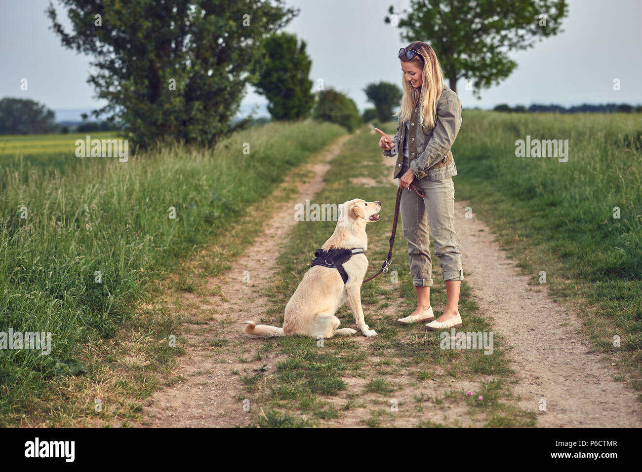 Attractive young woman teaching her dog to an obedient golden Labrador on a walking harness and lead in a country landscape on a farm track Stock Photo