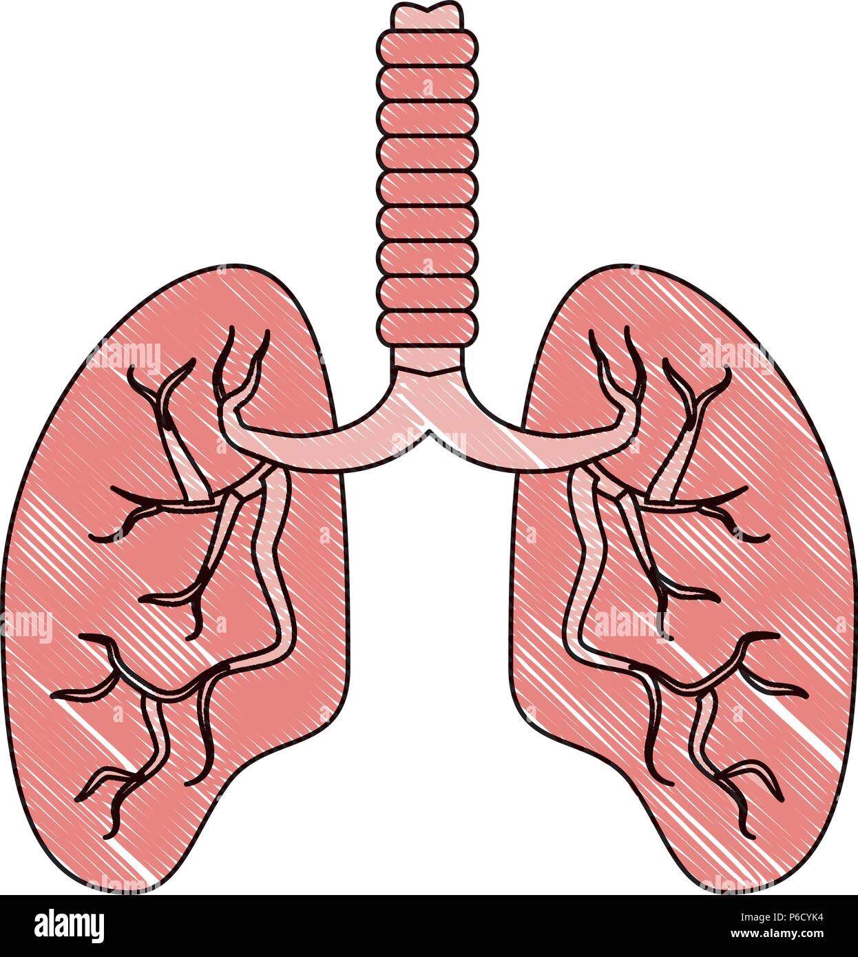 human lungs icon over white background, vector illustration Stock ...