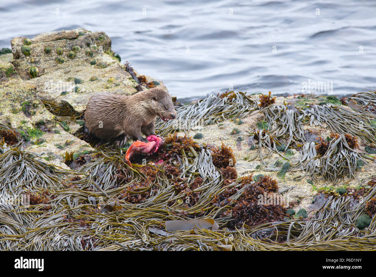 Eurasian or European otter (Lutra lutra) on the coast of Yell, Shetland eating a lumpsucker fish (Cyclopterus lumpus) caught in a nearby kelp bed. Stock Photo