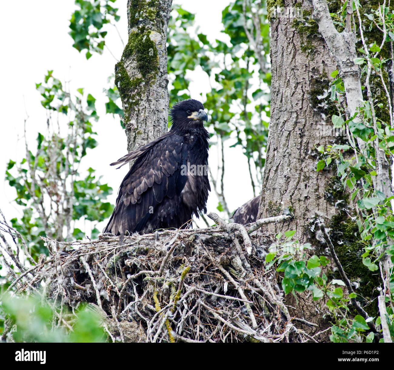 Seal of usa eagle hi-res stock photography and images - Alamy Seal of usa eagle hi-res stock photography and images - Alamy