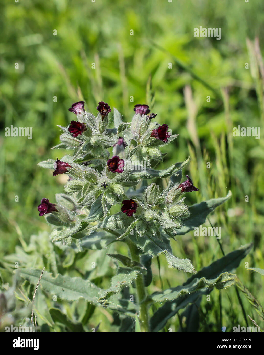 Nonea pulla / monkswort with dark red flowers Stock Photo