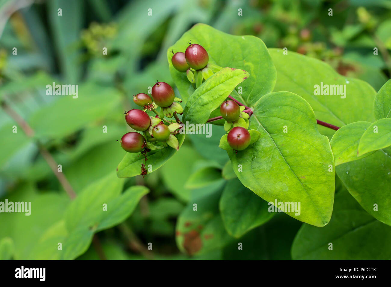 Red young fruits of Hypericum androsaemum Stock Photo