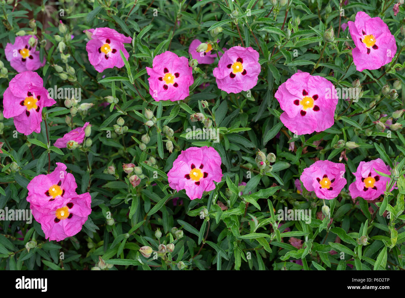 Cistus x purpureus. Purple-flowered rock rose in an english garden in june.  UK Stock Photo - Alamy