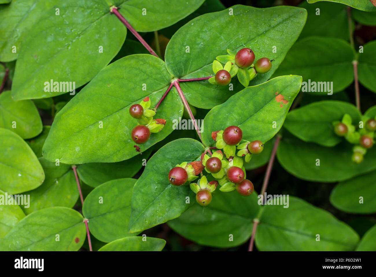 Red young fruits of Hypericum androsaemum Stock Photo