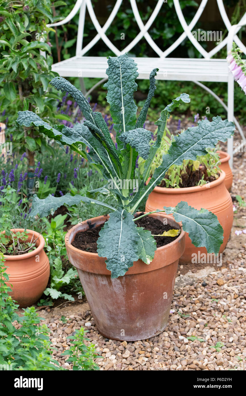 Brassica oleracea acephala. Young Kale 'Nero di Toscana' plant in a pot. UK. Tuscan Kale / Black Cabbage Stock Photo