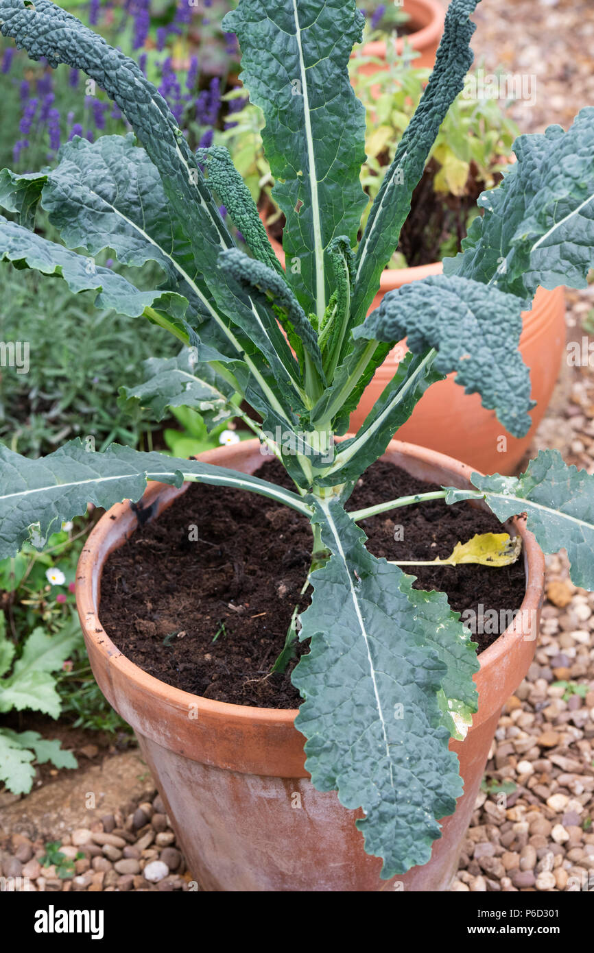 Brassica oleracea acephala. Young Kale 'Nero di Toscana' plant in a pot. UK. Tuscan Kale / Black Cabbage Stock Photo