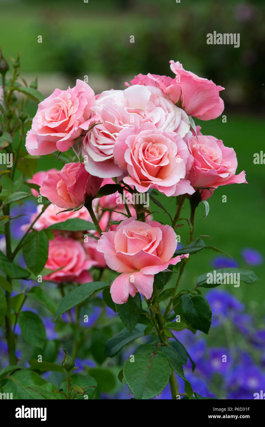 Rosa ‘Tickled pink’ /  Fryhunky. Floribunda Rose 'Tickled pink' Stock Photo