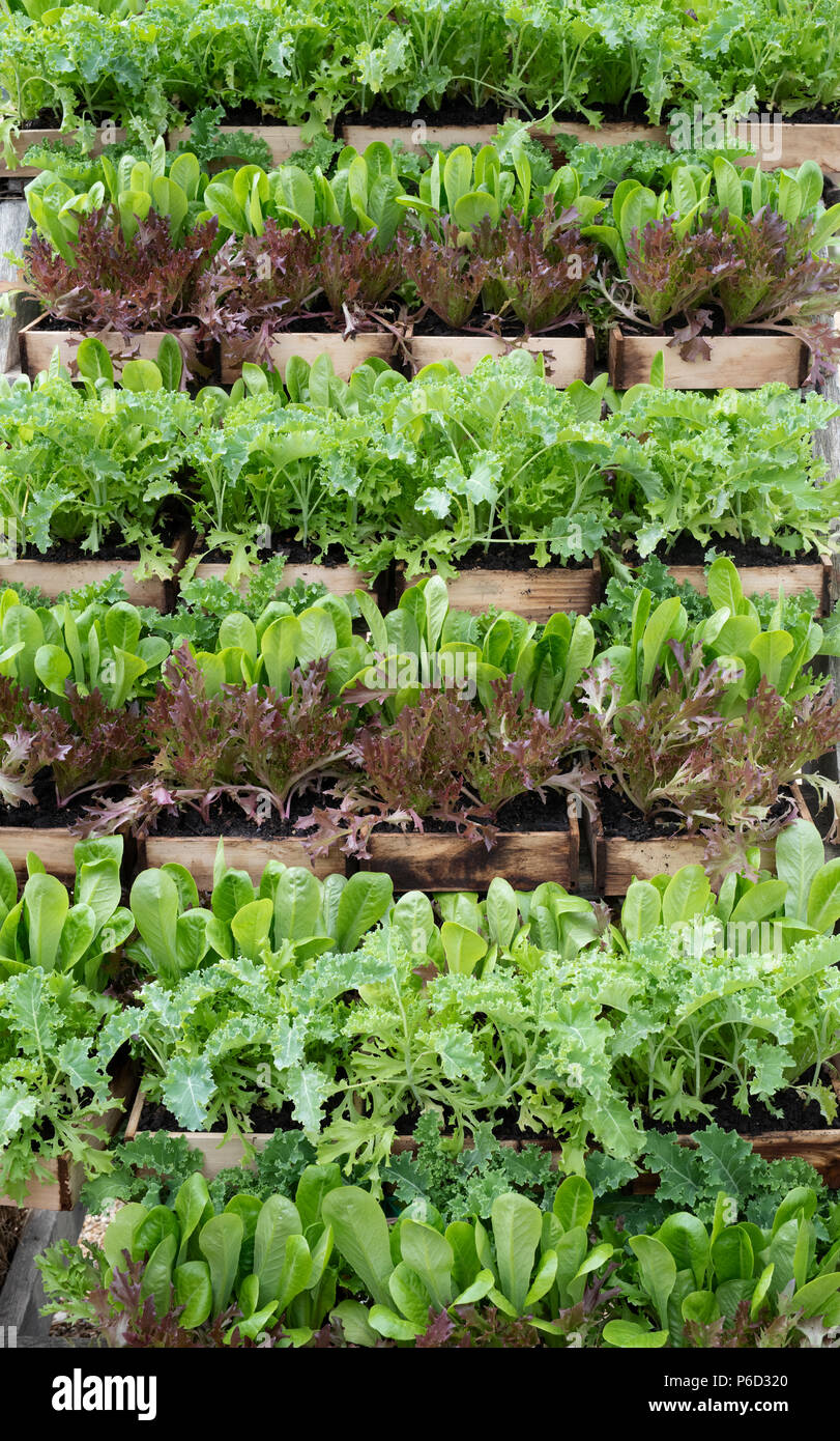 Organic salad plants in wooden boxes for sale at Daylesford Organic farm shop summer festival. Daylesford, Cotswolds, Gloucestershire, England Stock Photo