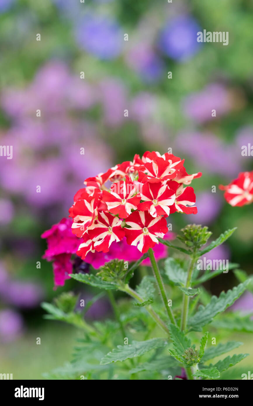 Verbena Voodoo Red Star flowers in an english garden. UK Stock Photo