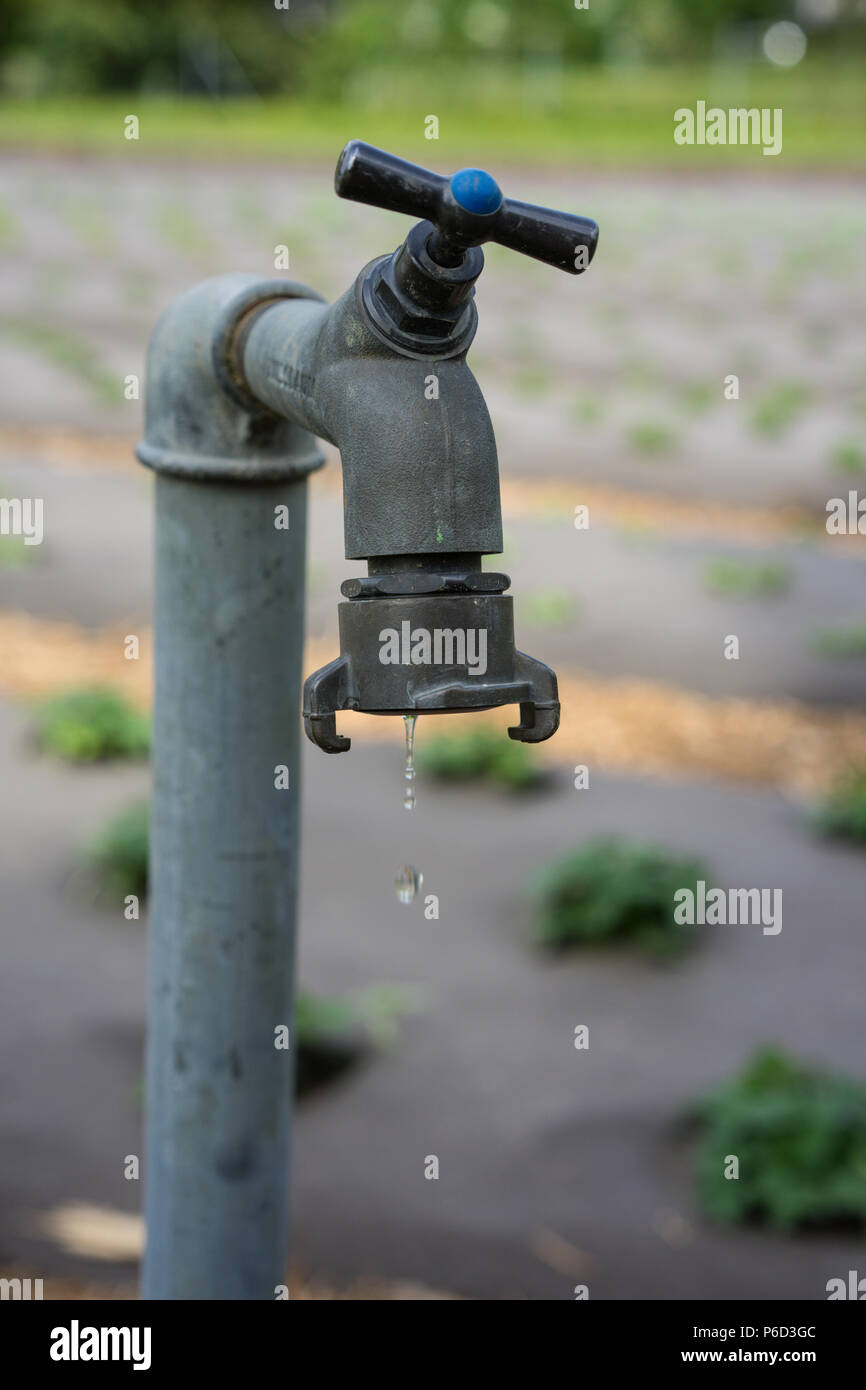 Leaky Water Faucet In Garden With Water Drops Dripping Stock Photo