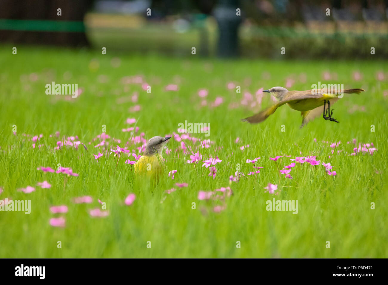 Cattle Tyrant birds (Machetornis rixosa) on a high grass green field with pink flowers at Bosques de Palermo (Palermo Woods) - Buenos Aires, Argentina Stock Photo
