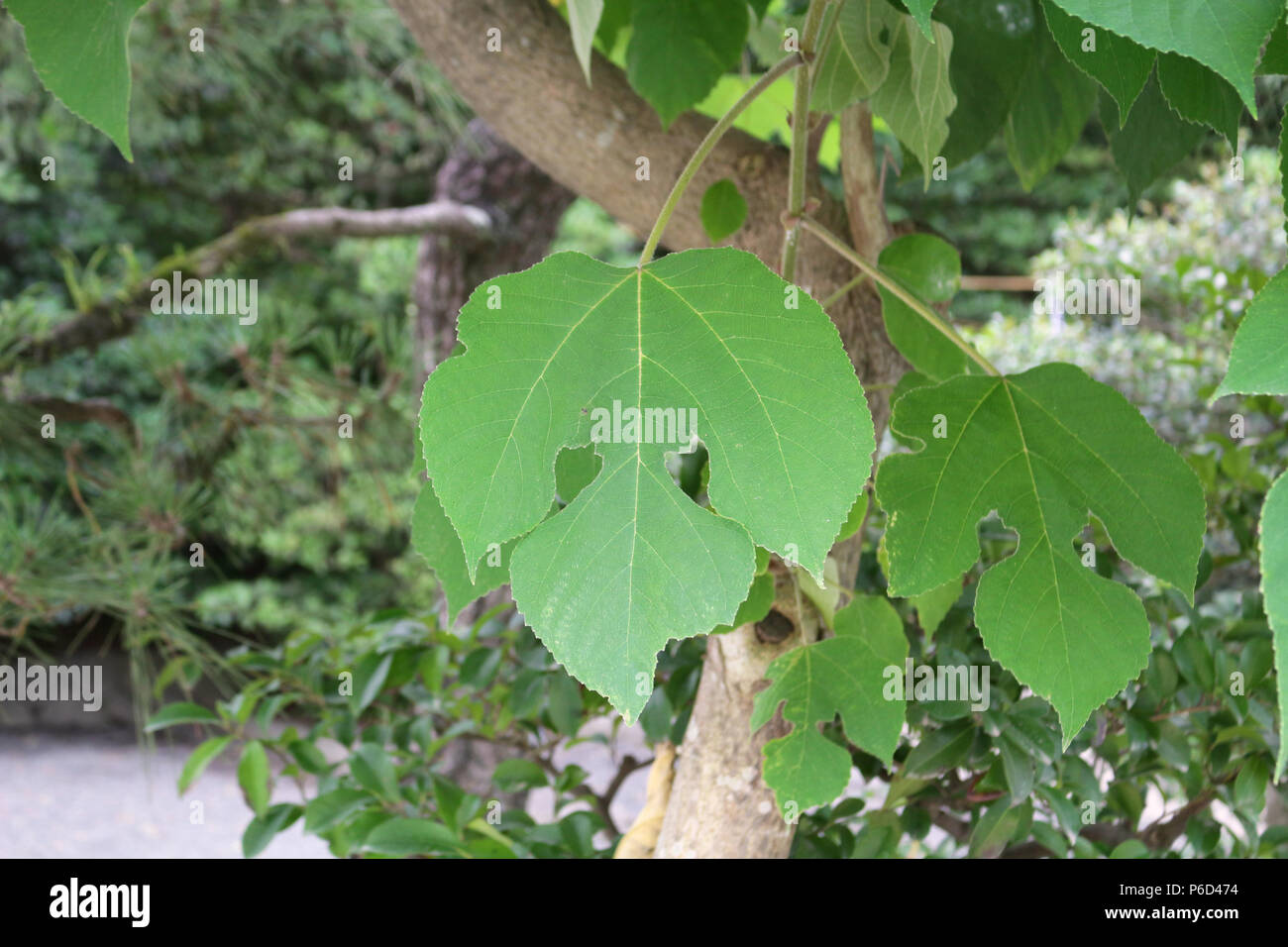 Paper mulberry papyrifera hires stock photography and
