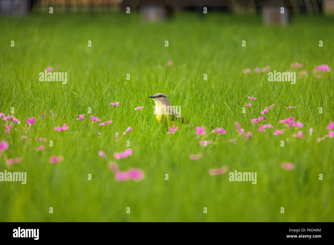 Cattle Tyrant bird (Machetornis rixosa) on a high grass green field with pink flowers at Bosques de Palermo (Palermo Woods) - Buenos Aires, Argentina Stock Photo