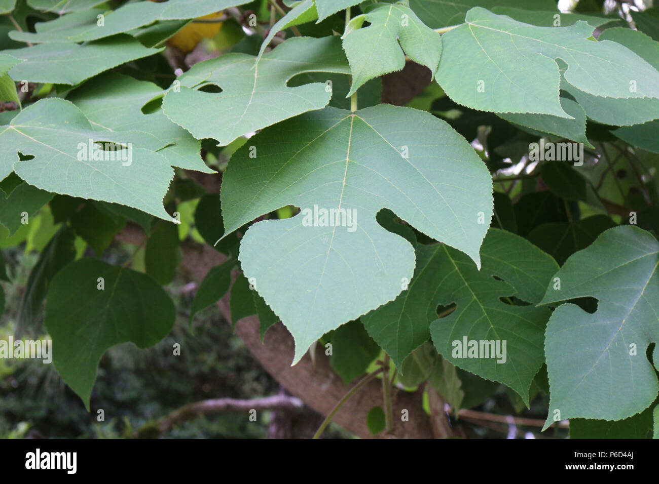 paper mulberry leaves Stock Photo