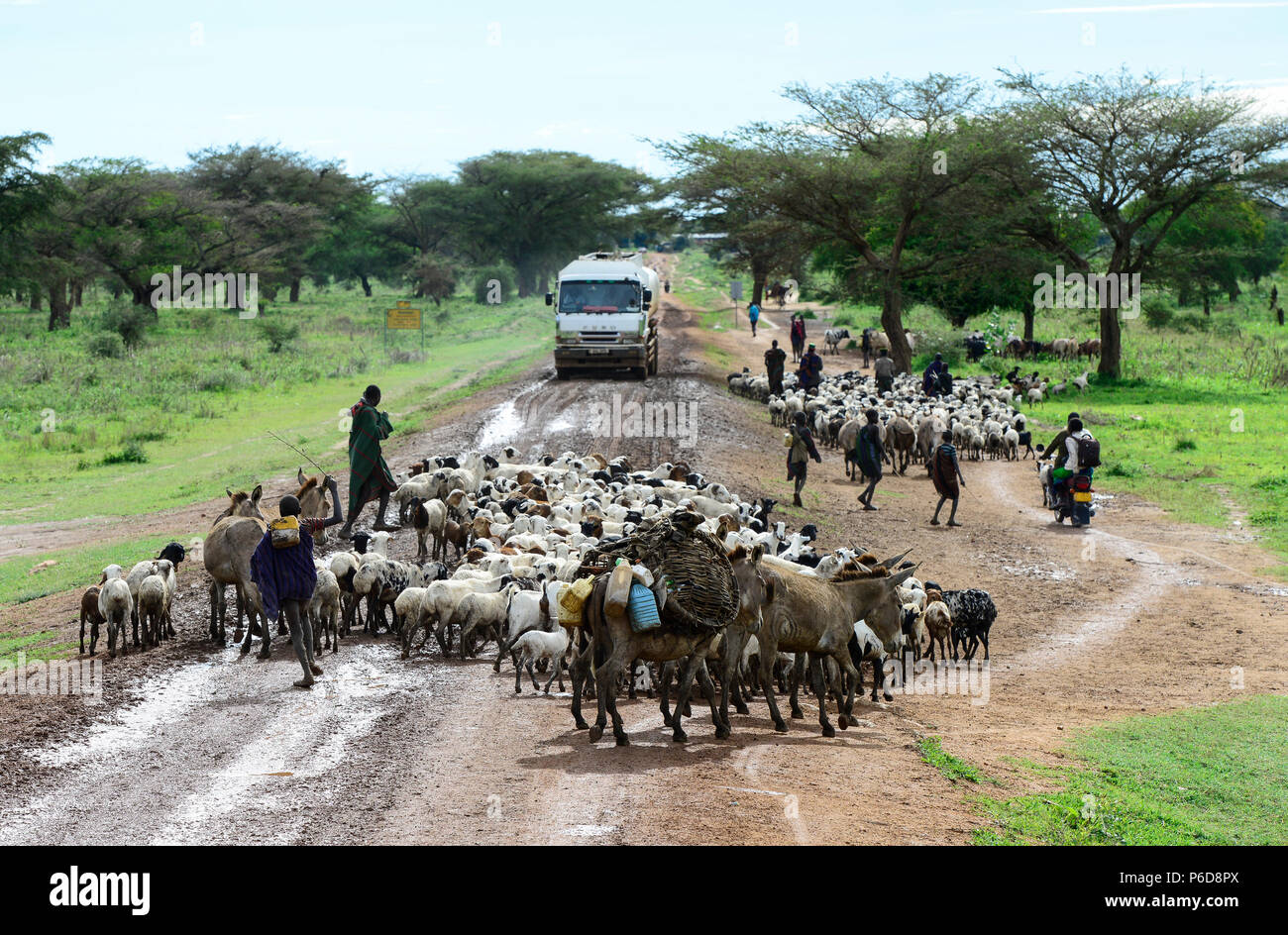 UGANDA, Karamoja, Kotido, Karamojong tribe, shepherd with cattle on the road, chinese truck Fuso  / Hirten mit Vieh auf der Sandpiste Stock Photo