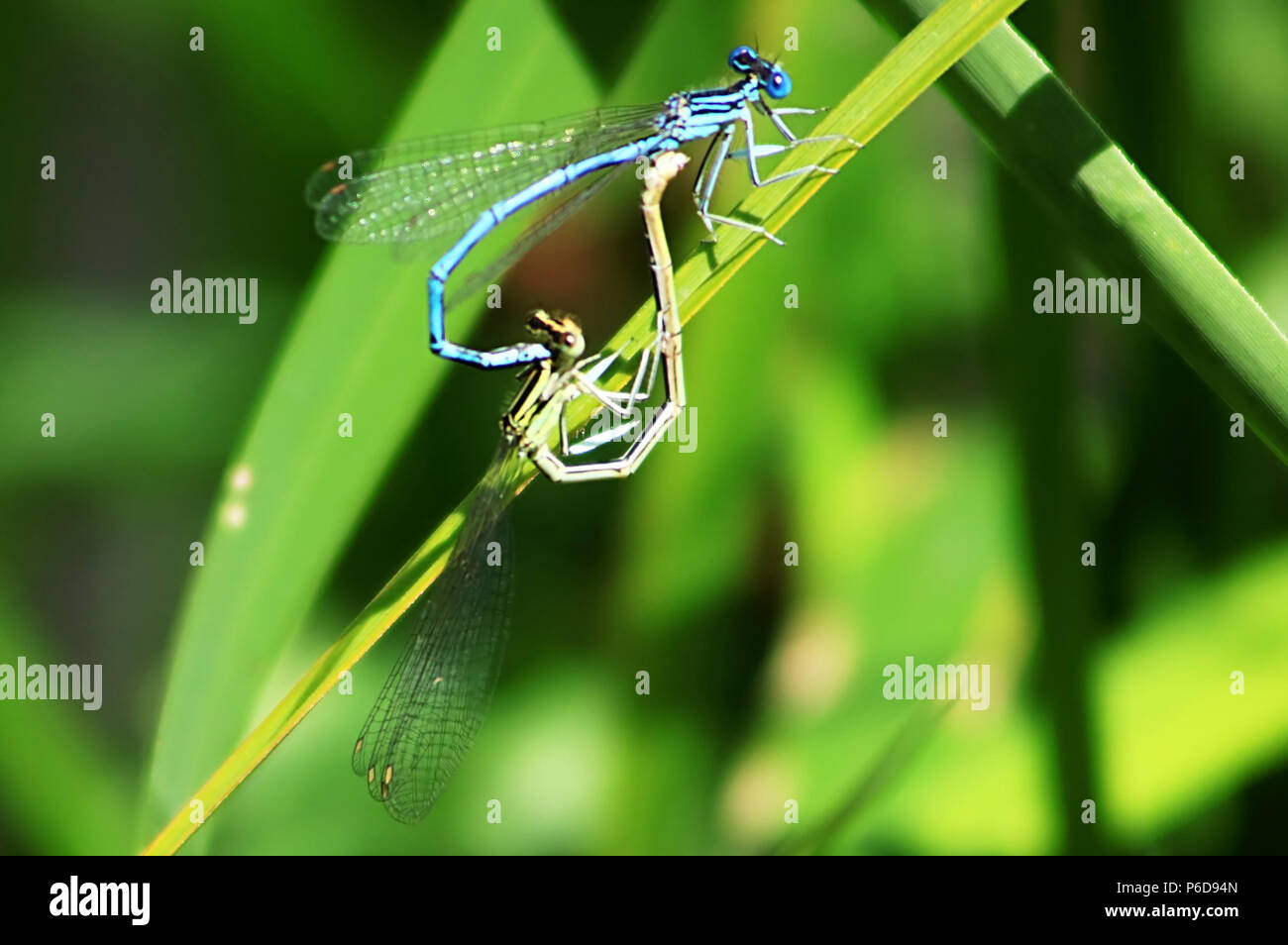Two blue dragonflies are mating on a leaf Stock Photo - Alamy