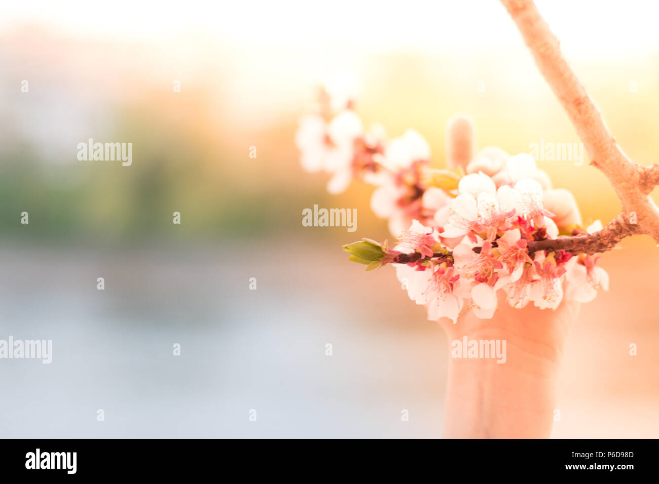 Hold on Spring. Blooming fruit apple cherry white pink blossom tree branch in kid's small hand. Copyspace. Blurred nature background Stock Photo