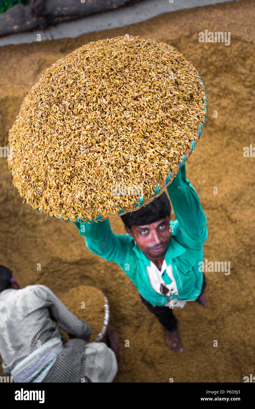 A rice mill worker rising above the full of wet paddy basket for boiled purpose at Ishwardi, Pabna District, Bangladesh. Stock Photo