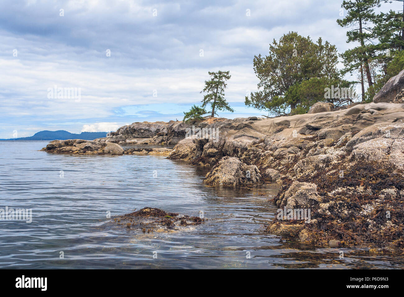 Low tide on a cloudy summer day reveals seaweed and barnacles along the rocky sandstone shoreline of Wallace Island Marine Park, British Columbia. Stock Photo