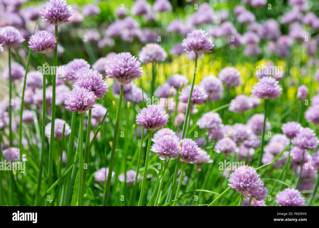 Purple flowers on a patch of chives Stock Photo