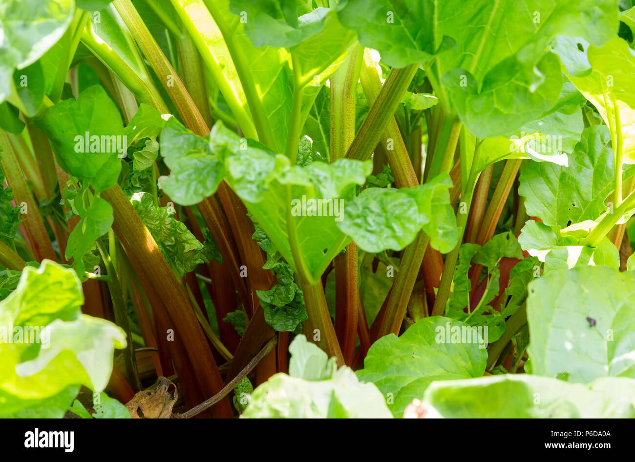 Close up image of rhubarb stems Stock Photo