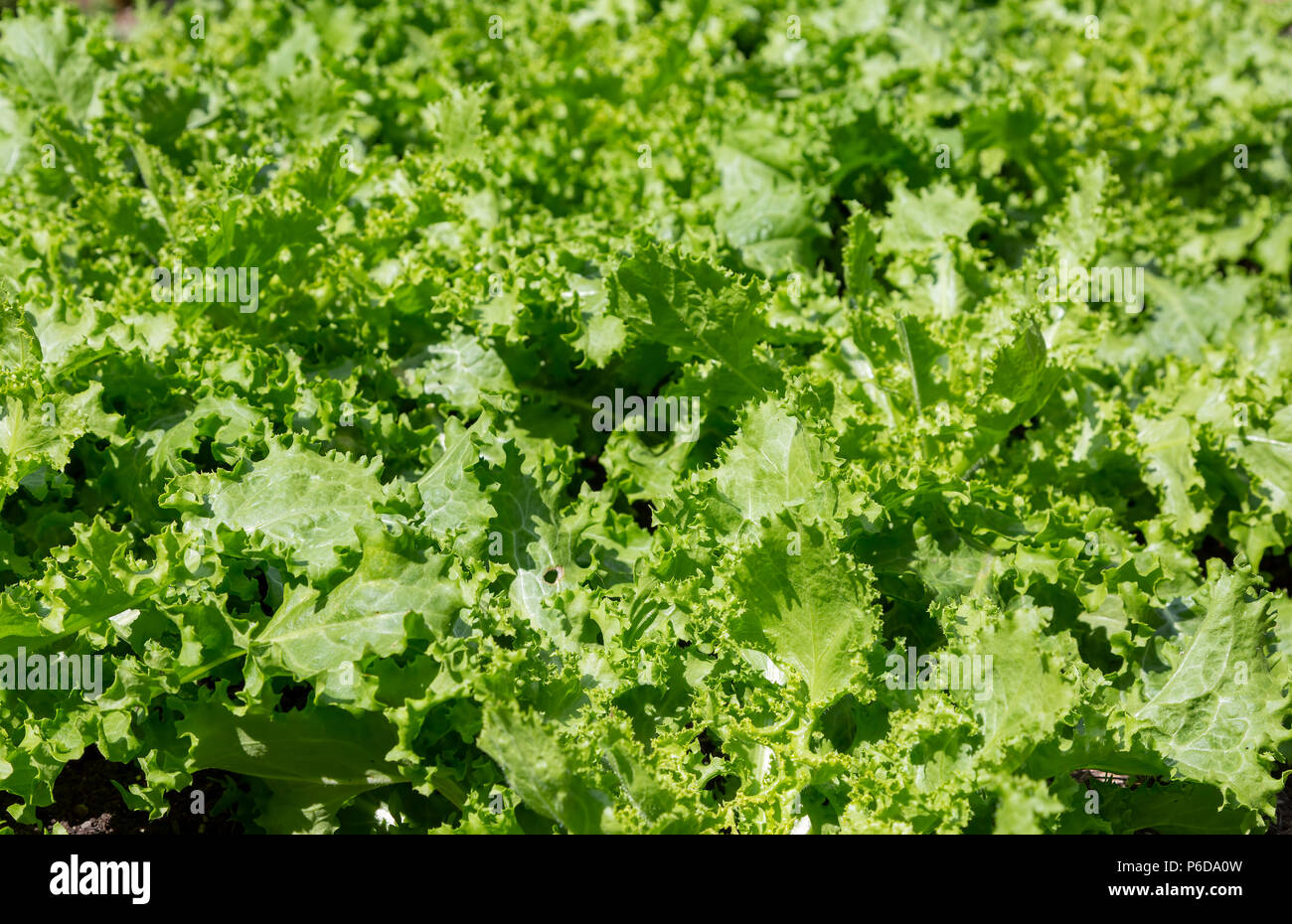 Bright green endive salad vegetable Stock Photo