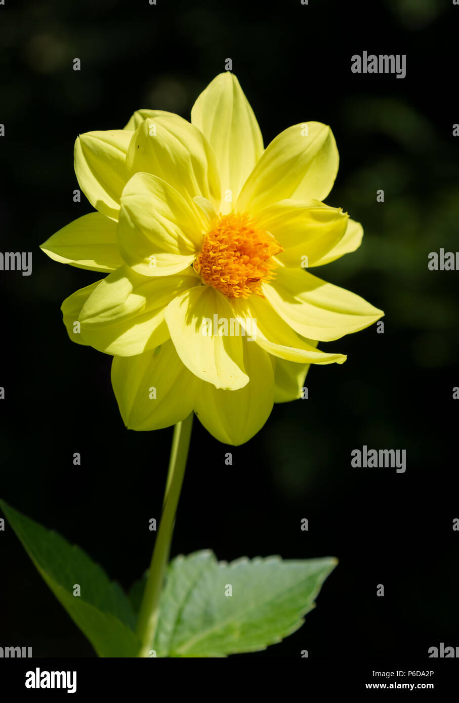 Yellow dahlia flower hi-res stock photography and images - Alamy