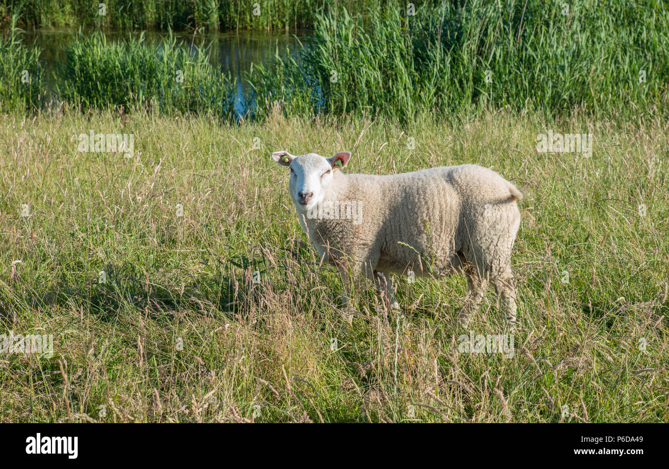 young curious sheep with ear marks in the grass Stock Photo