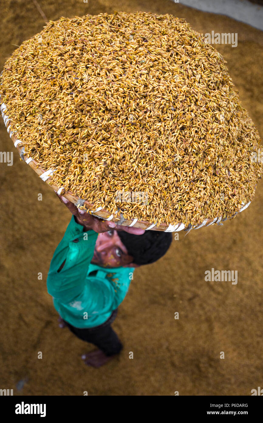 A rice mill worker rising above the full of wet paddy basket for boiled purpose at Ishwardi, Pabna District, Bangladesh. Stock Photo