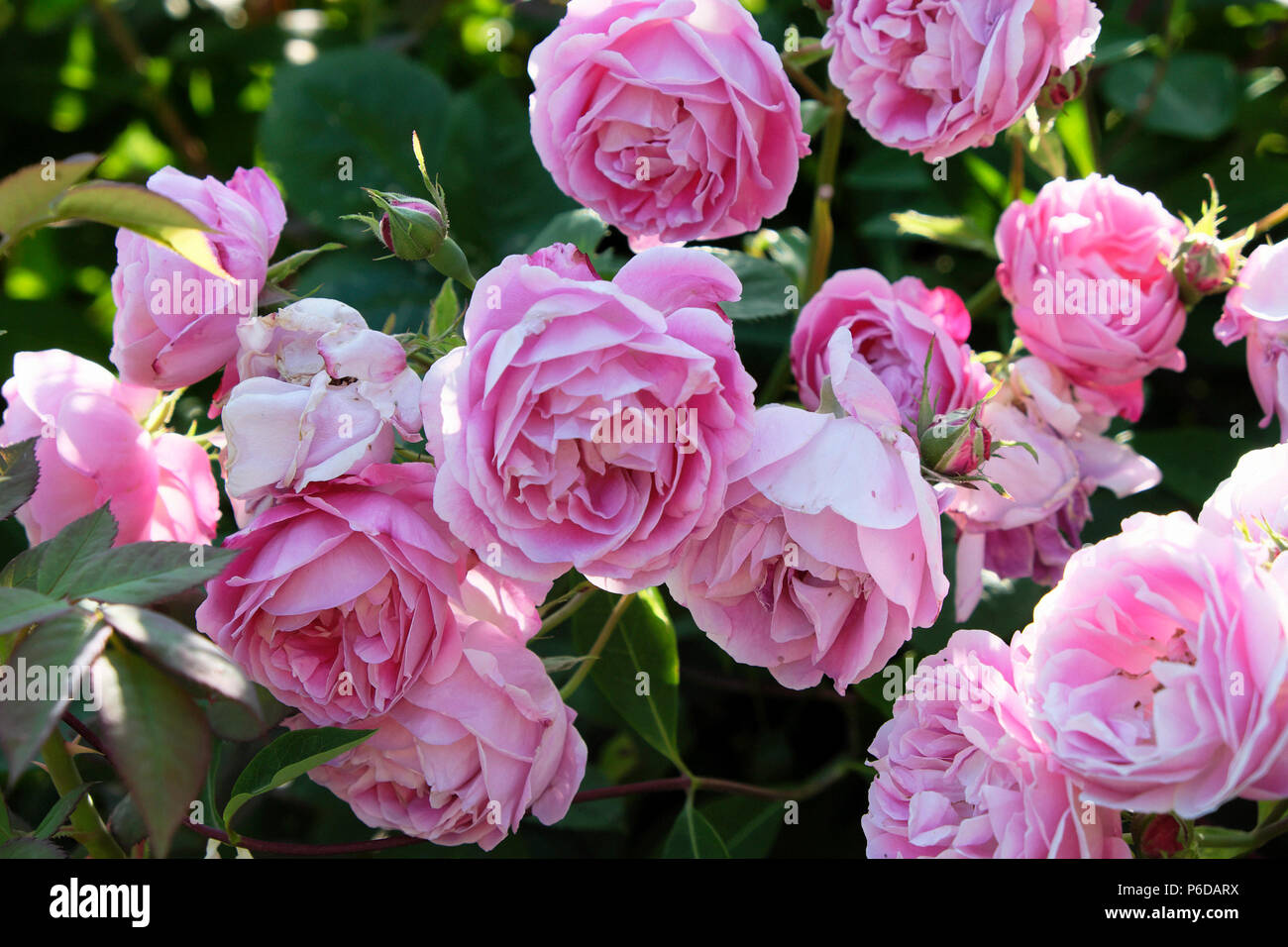 Rosa Hermosa pink roses in bloom in a rural country garden in a West Wales garden Camarthenshire Dyfed Wales, UK  KATHY DEWITT Stock Photo