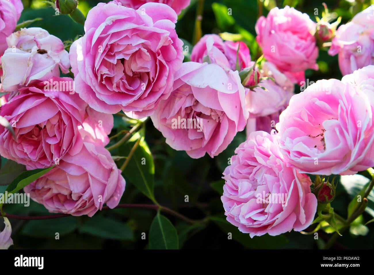 Pink roses Rose Rosa Hermione in bloom in a rural country garden in June West Wales Camarthenshire Dyfed Wales, UK  KATHY DEWITT Stock Photo