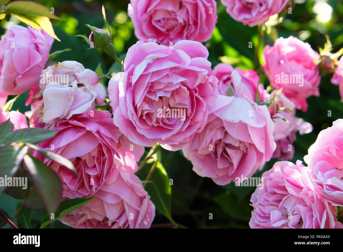Pink roses in bloom in a rural country garden in a West Wales garden Camarthenshire Dyfed Wales, UK  KATHY DEWITT Stock Photo