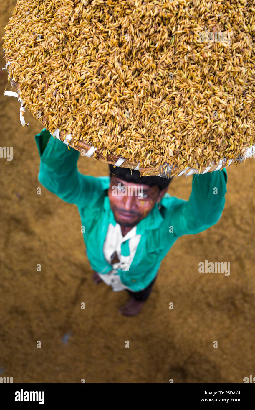 A rice mill worker rising above the full of wet paddy basket for boiled purpose at Ishwardi, Pabna District, Bangladesh. Stock Photo