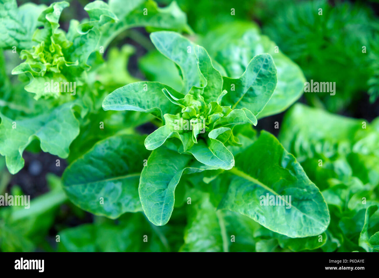 Tip of an Italian lettuce plant going to seed in the hot dry conditions