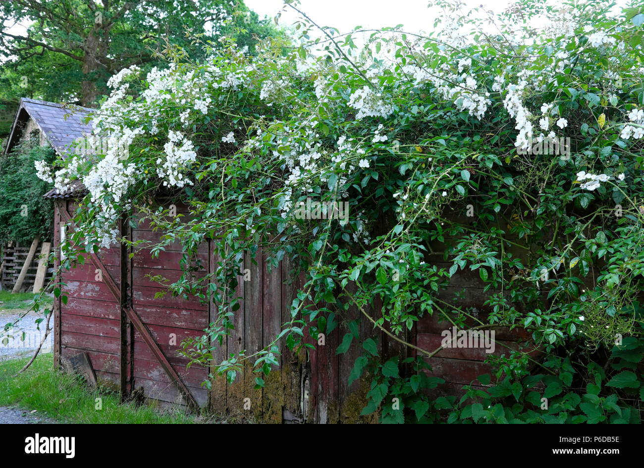 Rosa filipes Kiftsgate white rose rambling over an old railway carriage shed in July garden rural Carmarthenshire Dyfed West Wales UK   KATHY DEWITT Stock Photo