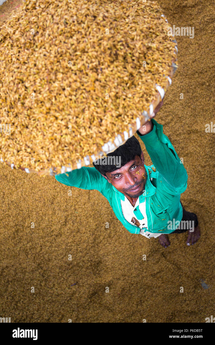 A rice mill worker rising above the full of wet paddy basket for boiled purpose at Ishwardi, Pabna District, Bangladesh. Stock Photo