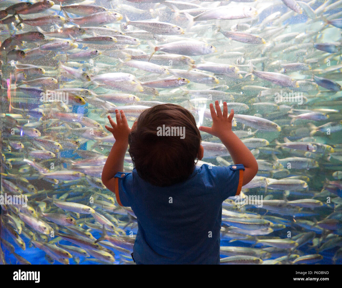 Little baby boy enjoying the view of thousands of sardines at Shinagawa