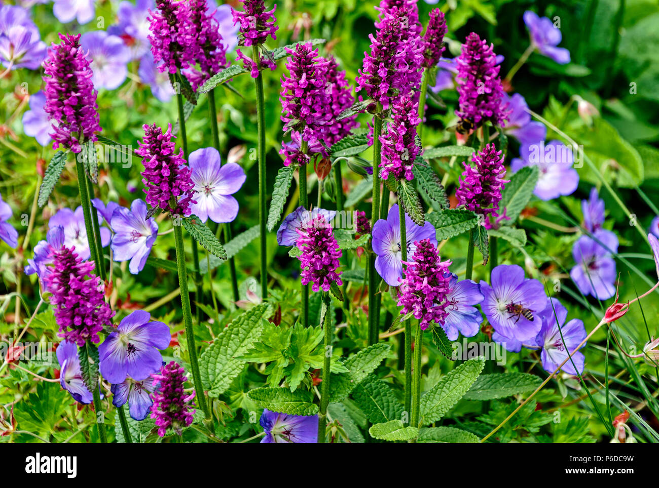 Stachys monnieri Hummelo perennial herbaceous flowering plant and Geranium robertianum, commonly known as Herb-Robert Stock Photo