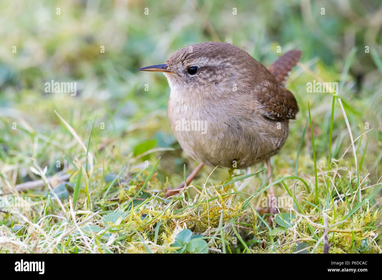 Wren (Troglodytes troglodytes) searching a swan enclosure for food. Small dumpy bird with long thin bill and small cocked tail. Pale stripe above eye. Stock Photo