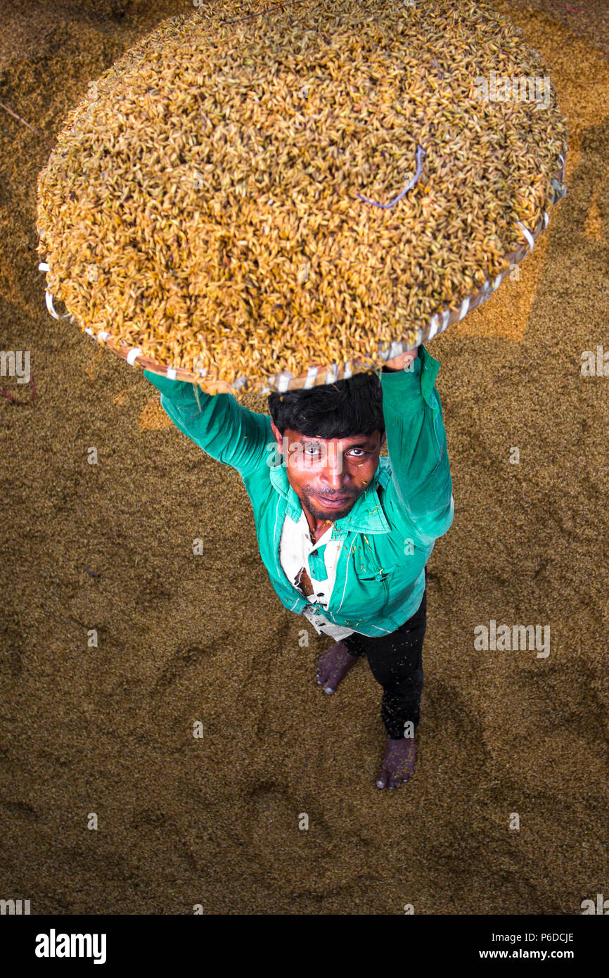 A rice mill worker rising above the full of wet paddy basket for boiled purpose at Ishwardi, Pabna District, Bangladesh. Stock Photo